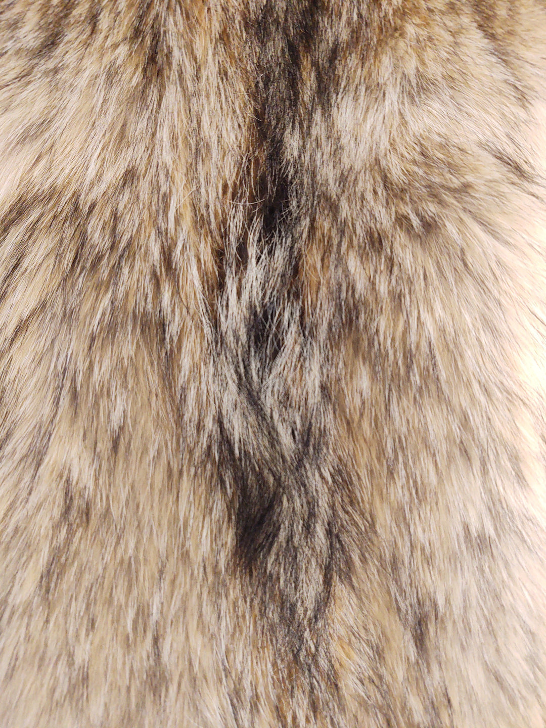 Coyote  - Dressed Fur Skin - Fur | STAMPE PELS