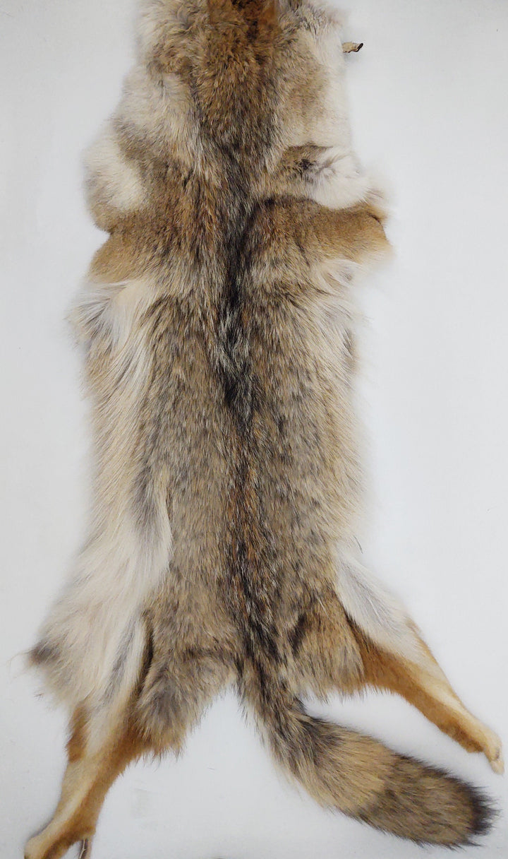 Coyote  - Dressed Fur Skin - Fur | STAMPE PELS