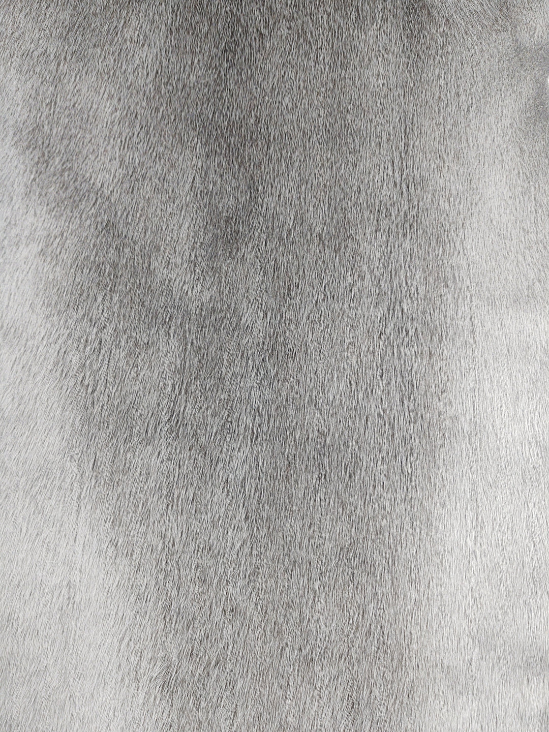 Seal Blueback Grey - Dressed Fur Skin - Fur | STAMPE PELS